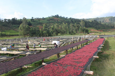 coffee processing methods