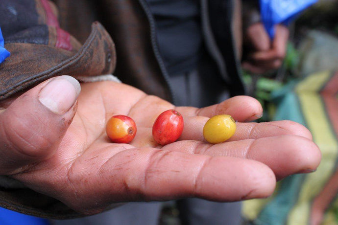 The Beginner's Guide To Coffee Varieties