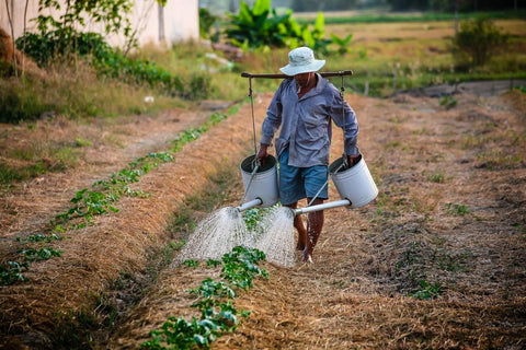 organic coffee