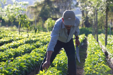 rainforest alliance coffee